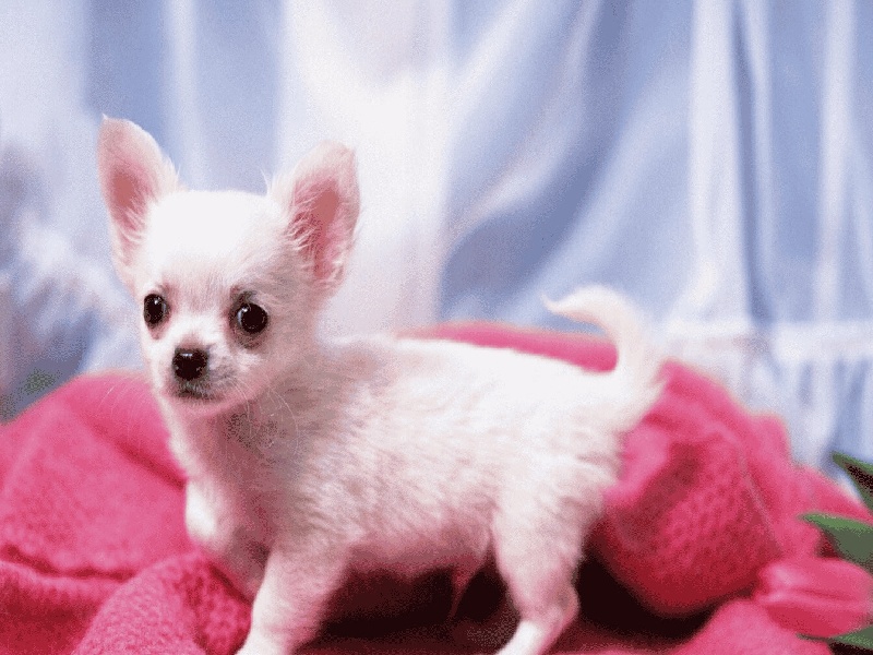 第十二次产检（37周）